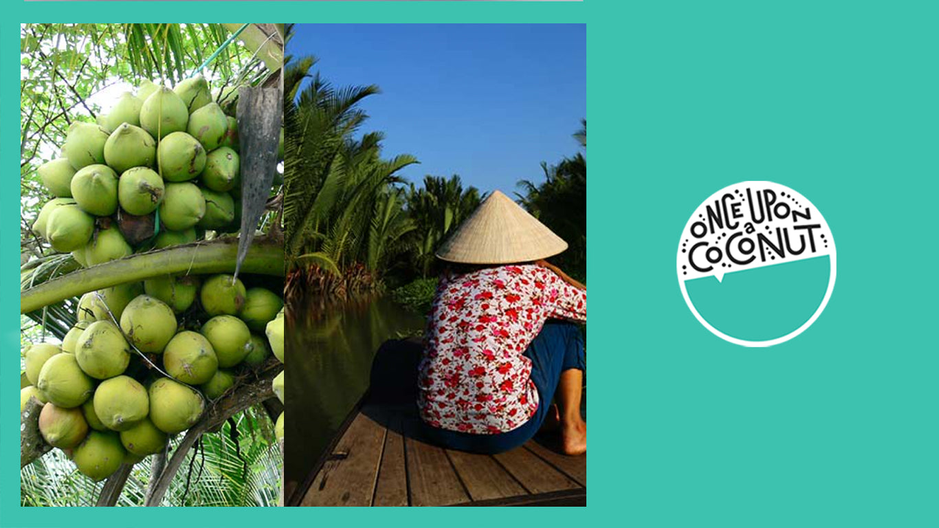 Three Reasons Why Vietnam Produces the Best Coconut Water